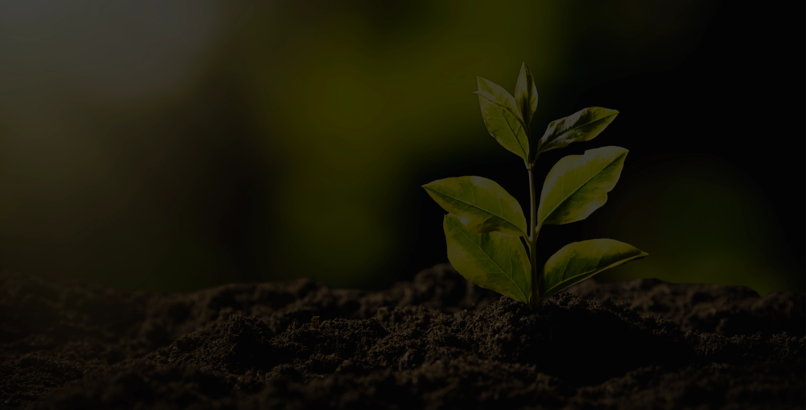 Sostenibilidad desktop